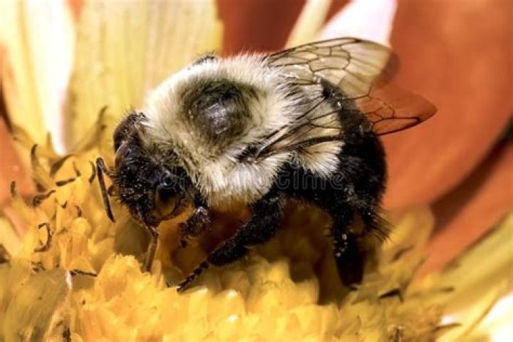 A large, furry bee with a purple sack above and on its legs. Purple ichor drops from its stinger.