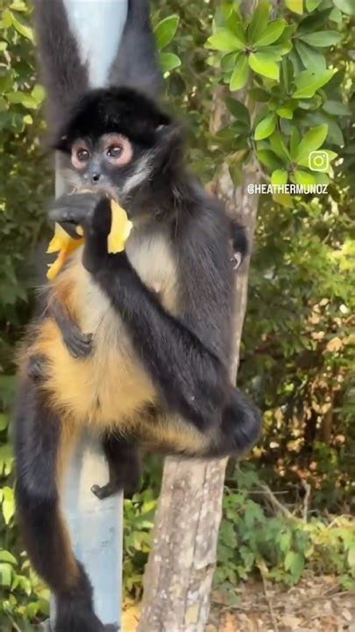 amazing spider-monkey eats a banana with his mask up